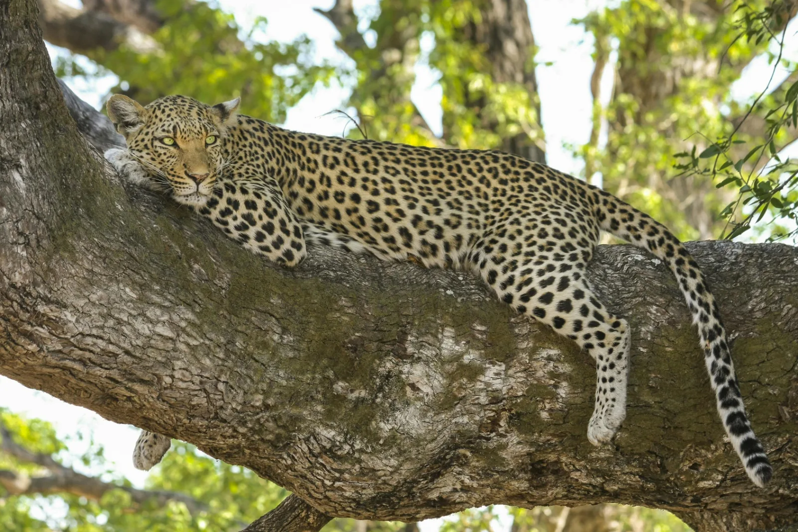 6-Days  Sabi Sands and Kruger Park Safari gallery image