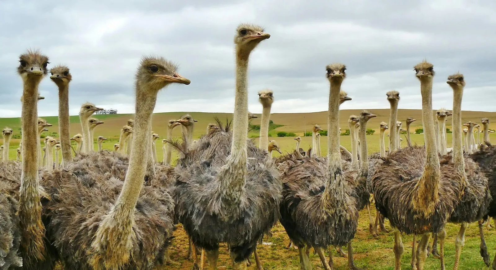 6-Days  Budget Garden Route & Addo Group Tour gallery image