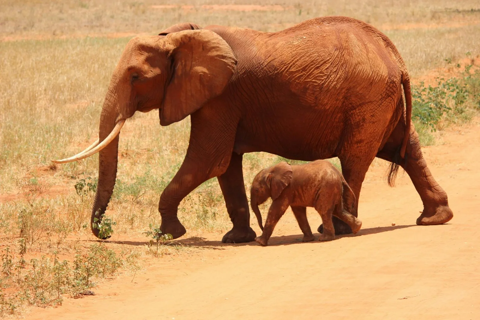 3-Day Private Kruger National Park Safari gallery image