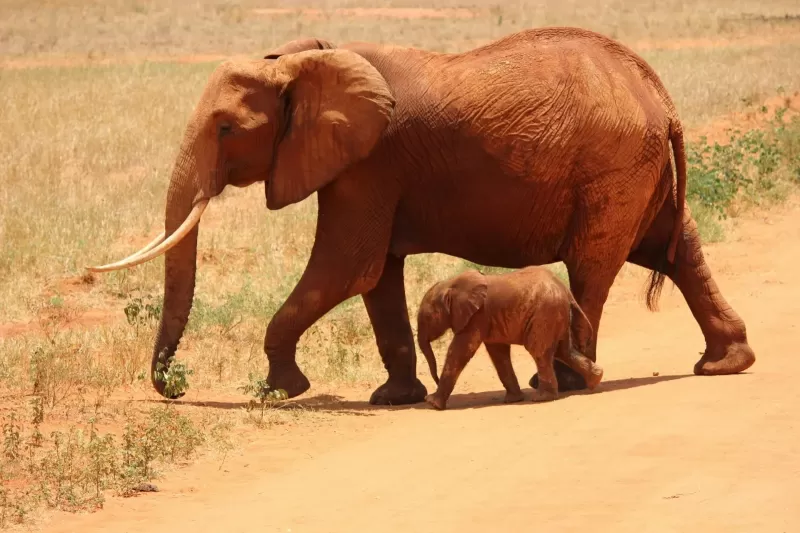 1-Day Addo Elephant National Park Safari gallery image