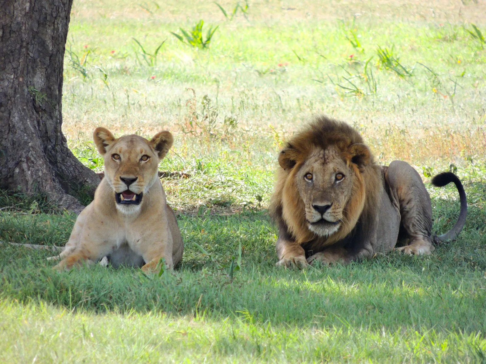 6-Days  Tremisana/Treehouse Kruger Park Safari gallery image