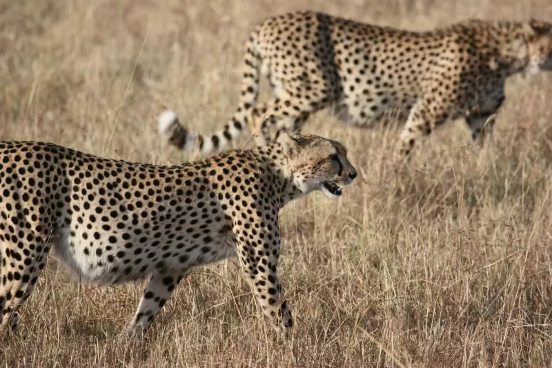 2-Day Kruger Magical Safari from Johannesburg gallery image