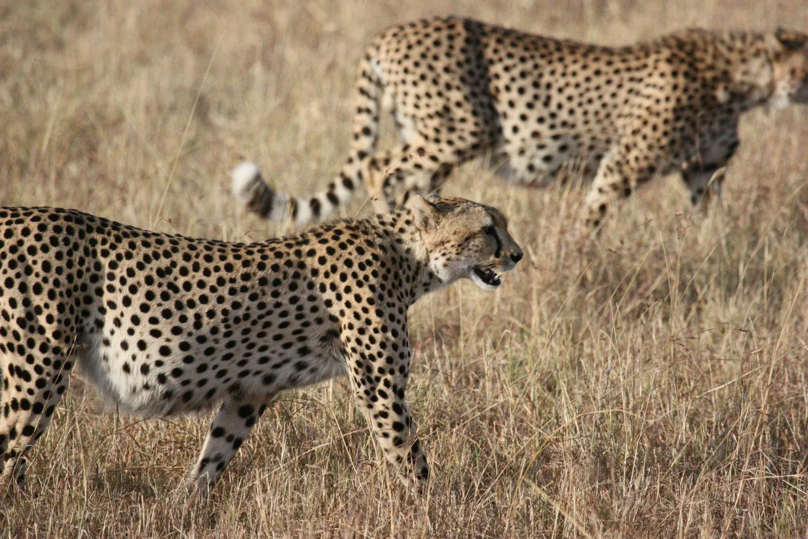2-Day Fly-in from Zanzibar to Tarangire NP & Ngorongoro hero photo