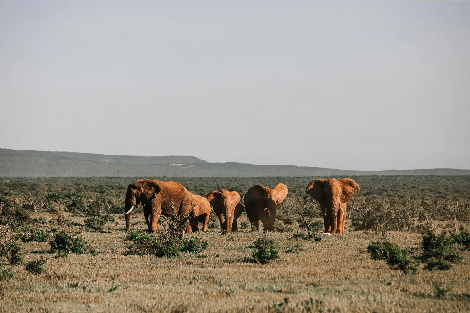 12-Days  Ethiopian Mammal Watching Tour gallery image