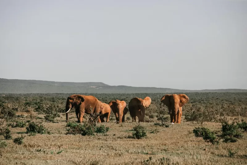 12-Days  Ethiopian Mammal Watching Tour gallery image