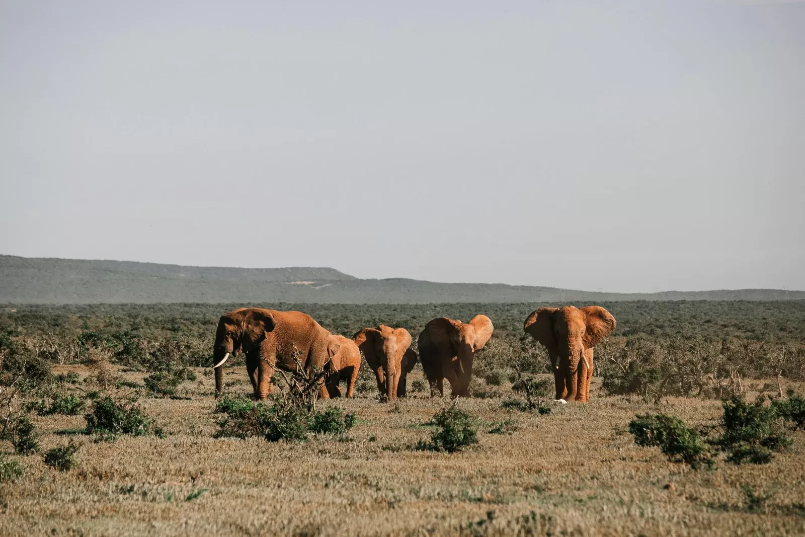 13-Days  Birding Ethiopia - Discover the Endemics hero photo