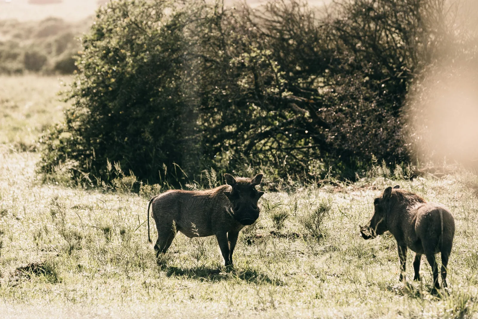 10-Days  Safari in South Omo Valley and Bale Mountain gallery image