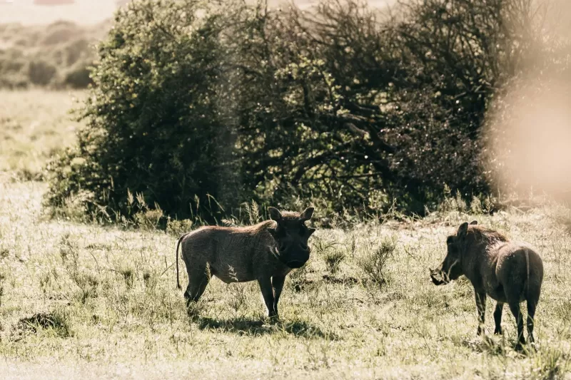 10-Days  Safari in South Omo Valley and Bale Mountain gallery image