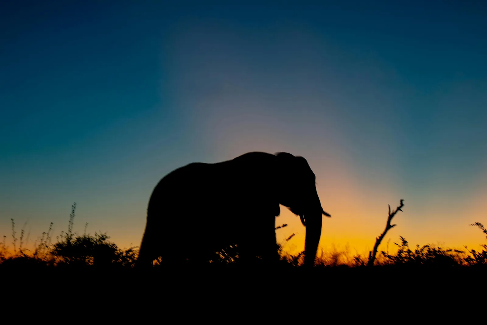 2-Day Night Drive & Bush Walk Safari in Kruger Exclusive gallery image