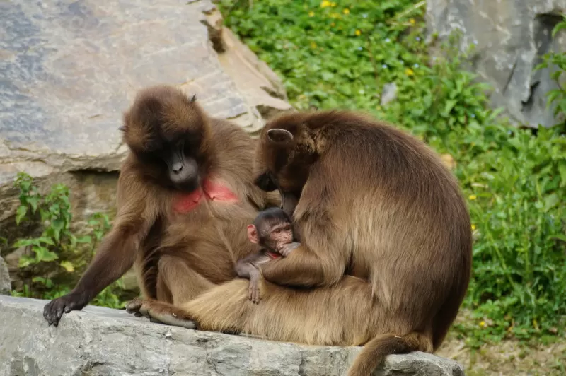 16-Days  North & South Trip Including Danakil & Simien gallery image
