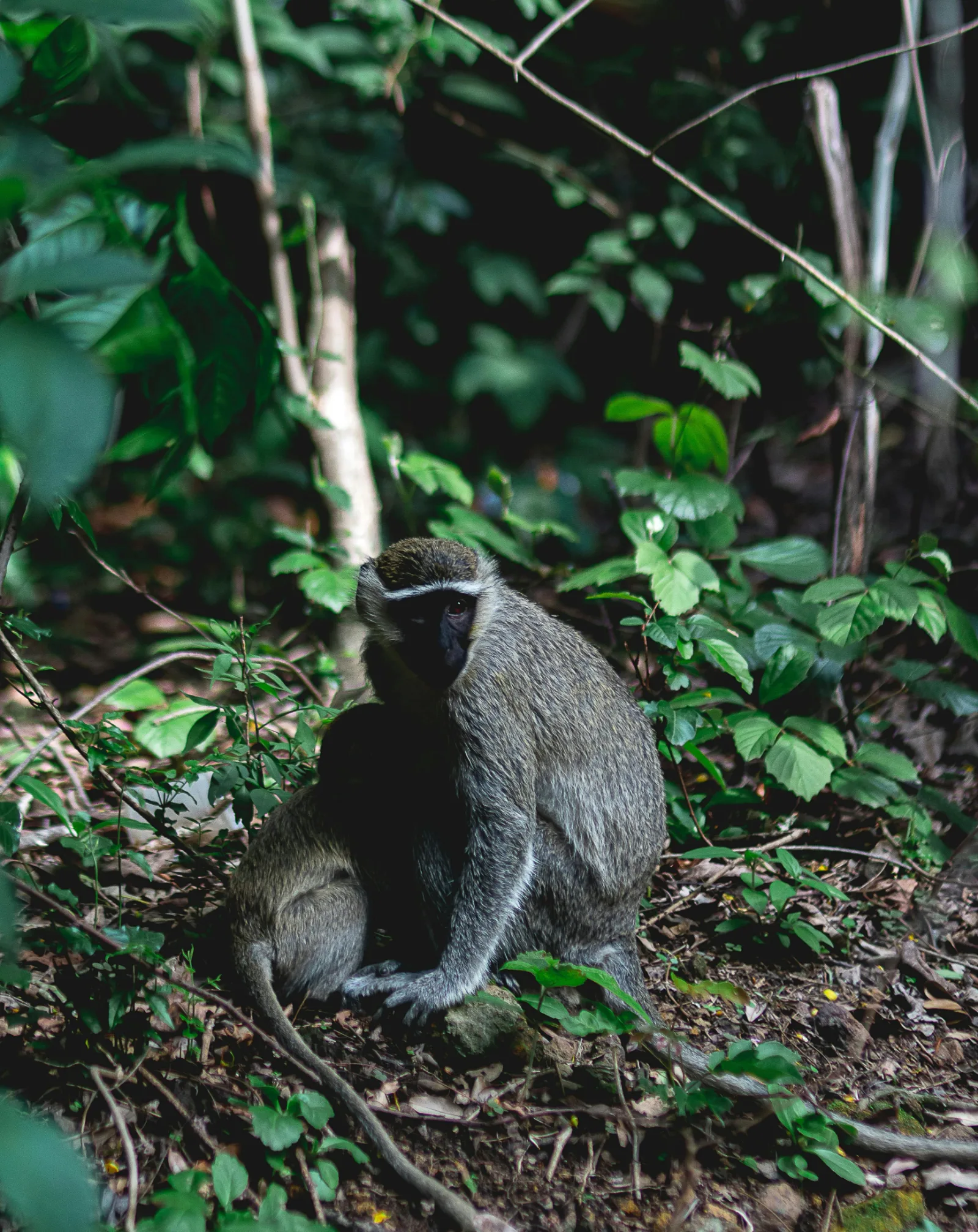 3-Day Gombe Chimpanzee Trekking from Dar Es Salaam - Tanzania safari gallery image
