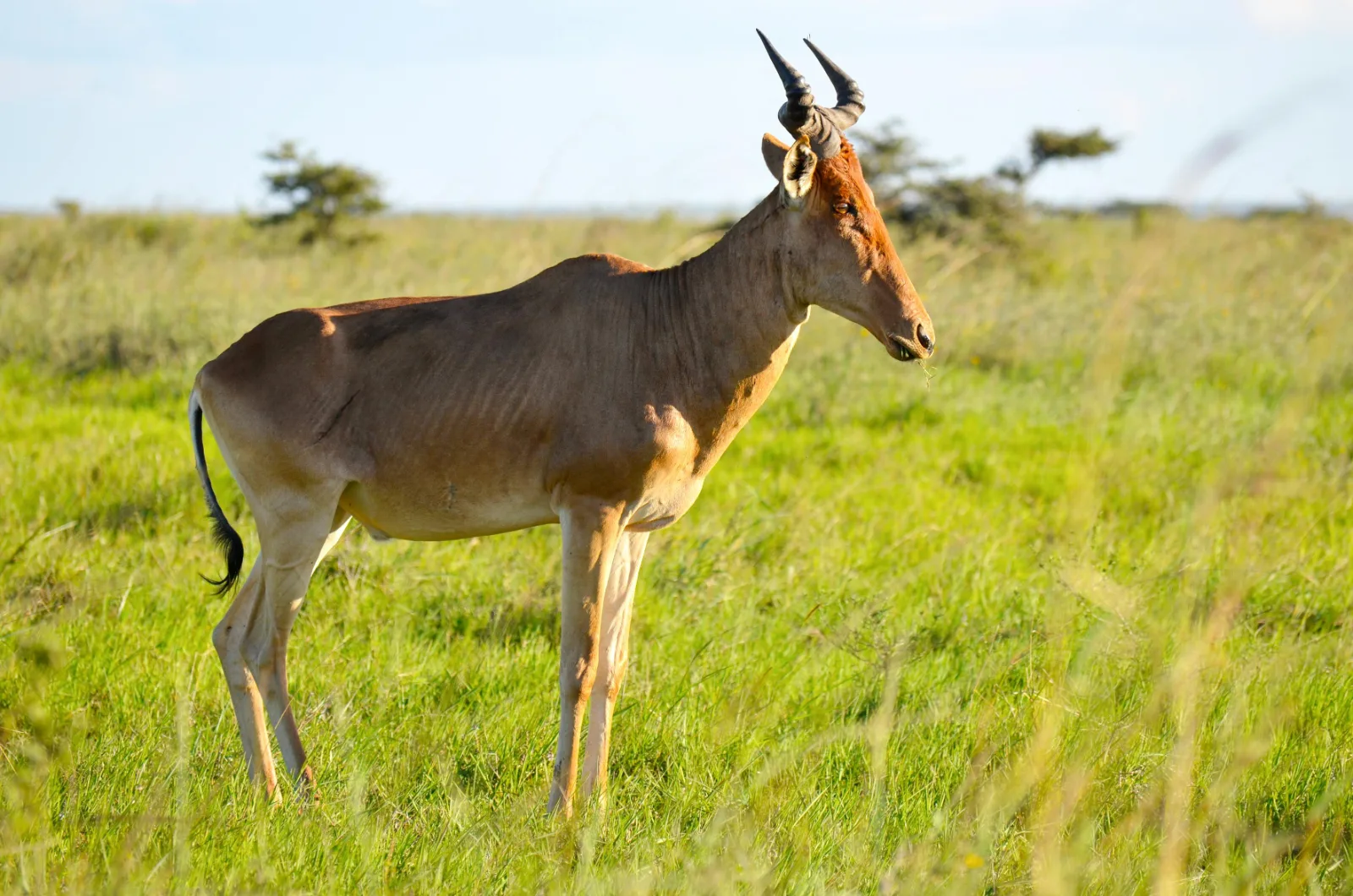 12-Days Honeymoon Uganda & Kenya Trip - Things to do in Uganda & Kenya gallery image