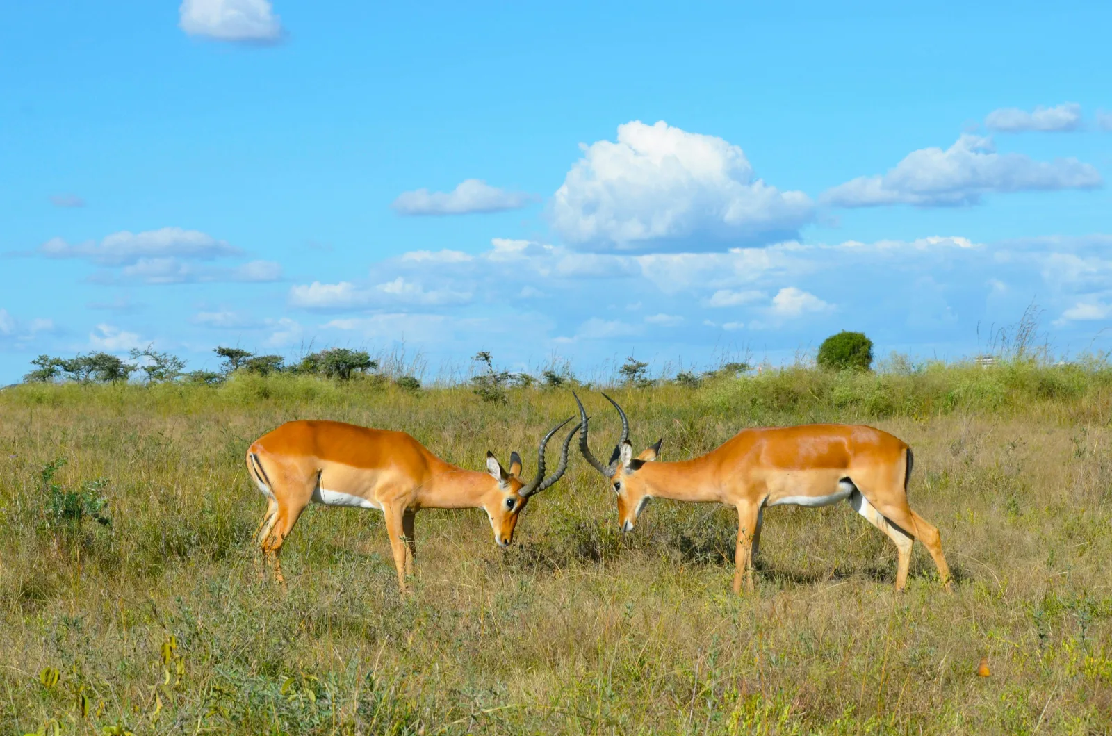 6-Days  Luxury Kruger NP & Victoria Falls Safari gallery image