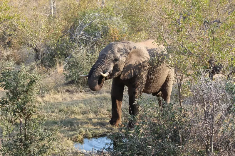 2-Day 5 Star Private Executive Pilanesberg Safari gallery image