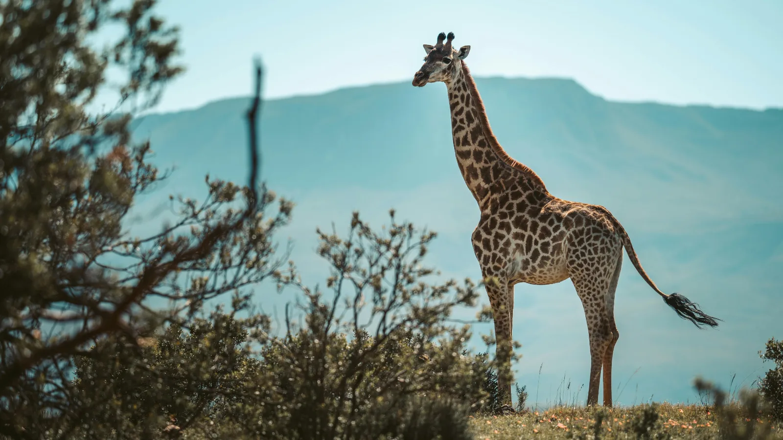 3-Day Days Budget Kruger Safari Tour and Panoramic Route gallery image