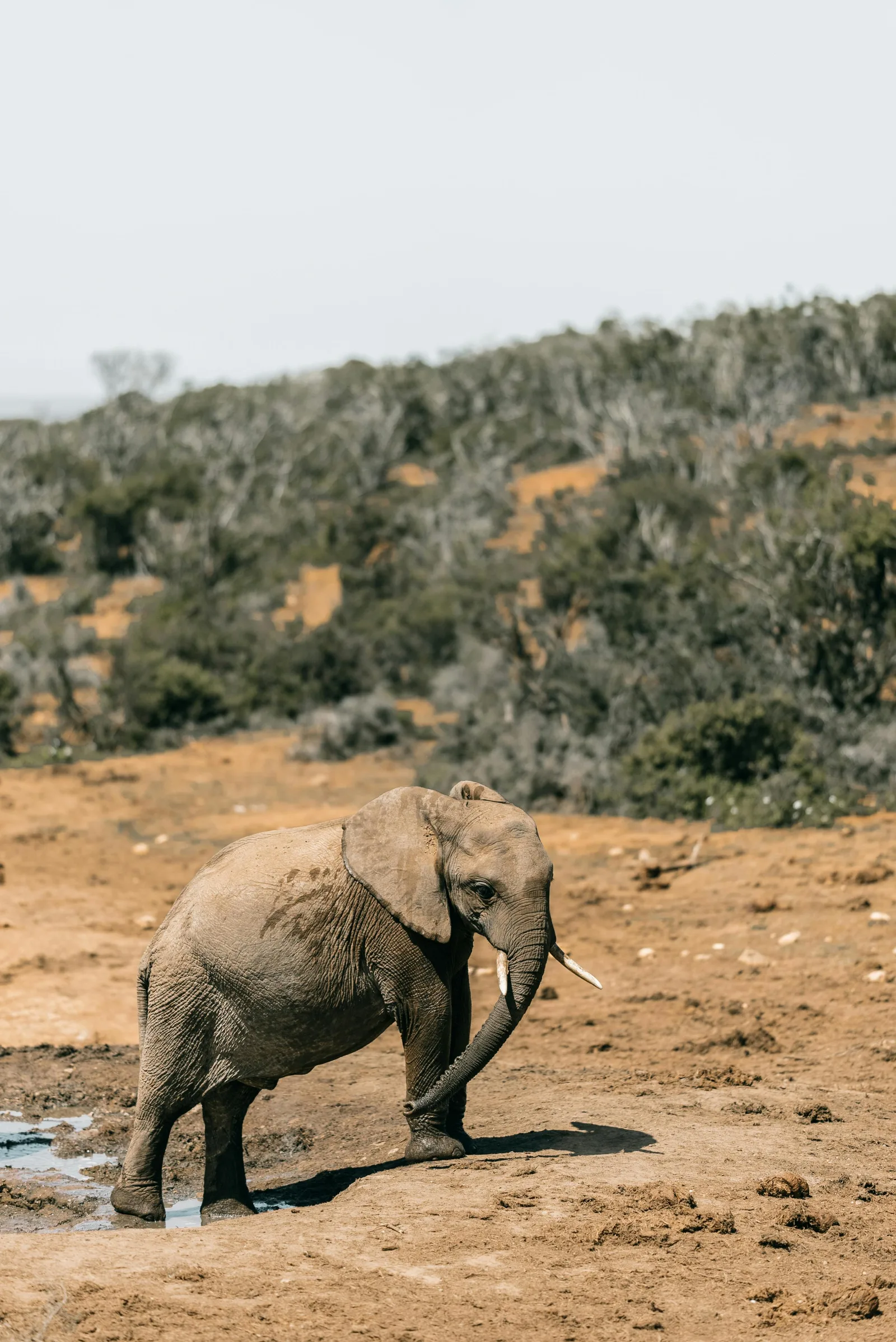 3-Day Days Budget Kruger Safari Tour and Panoramic Route gallery image