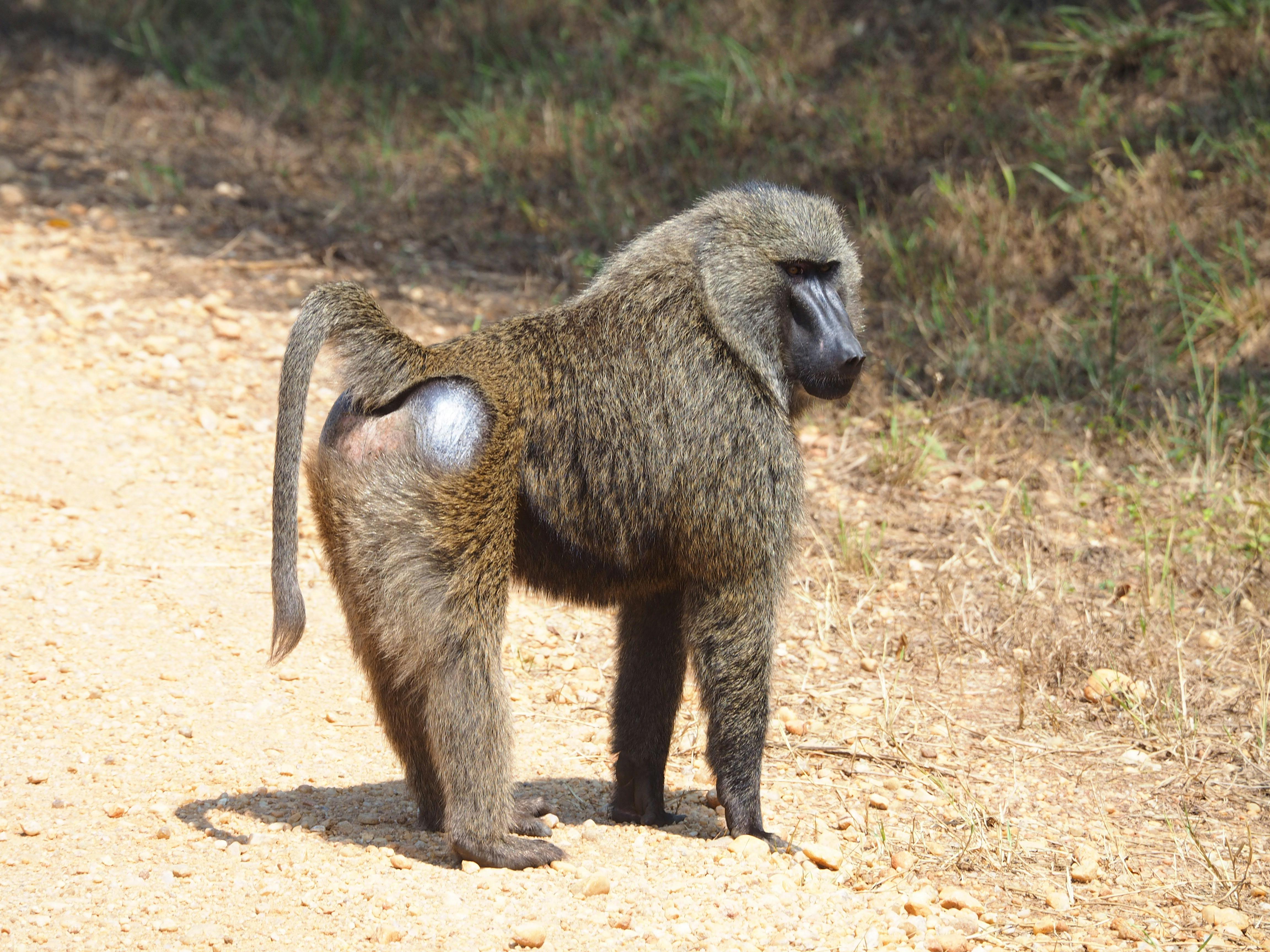 1-Day Memorable Safari Trip to Lake Manayara NP gallery image