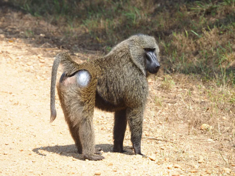 1-Day Memorable Safari Trip to Lake Manayara NP gallery image