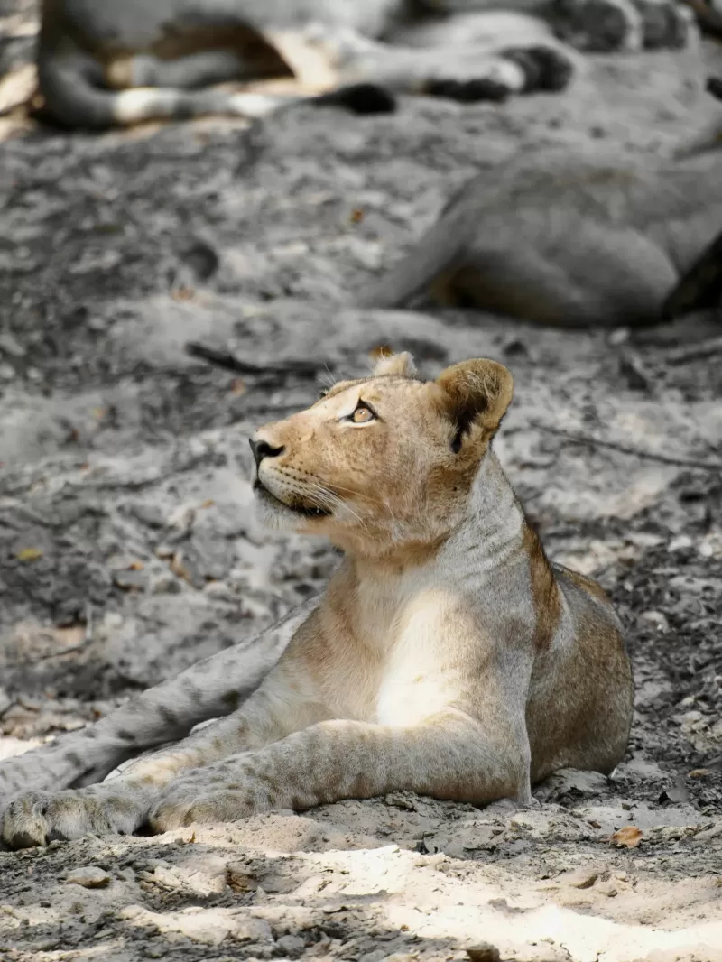 6-Days  Garden Route & Addo Group Tour