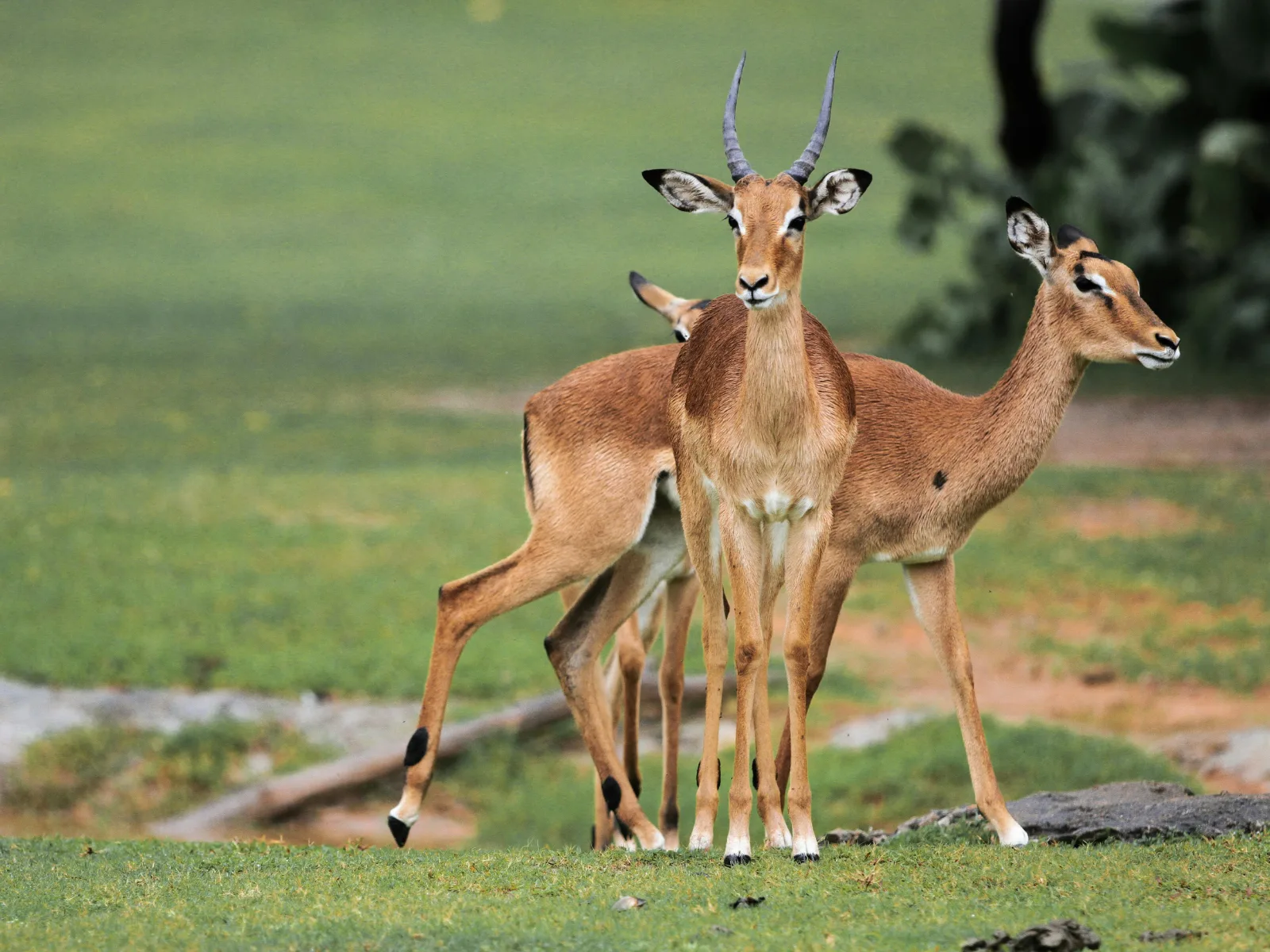 6-Days  Sabi Sands and Kruger Park Safari gallery image