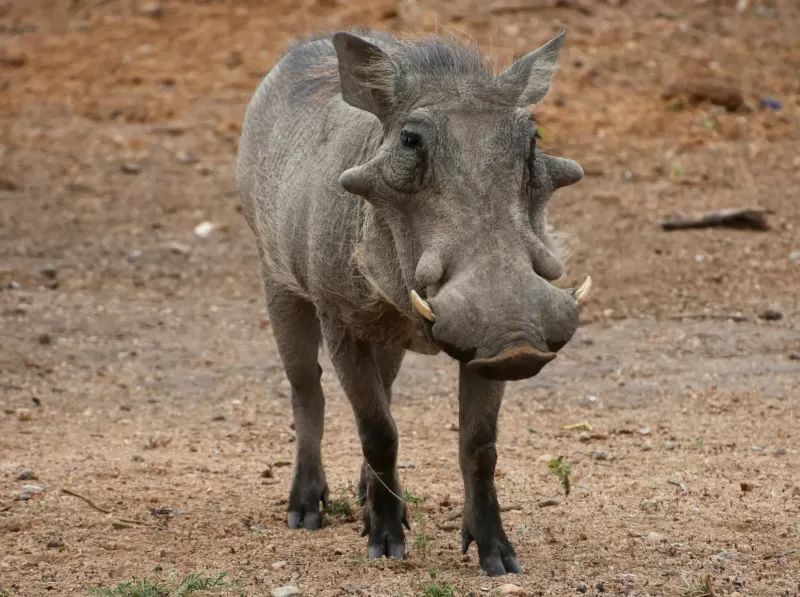 9-Days  Kruger Private Camping Safari gallery image