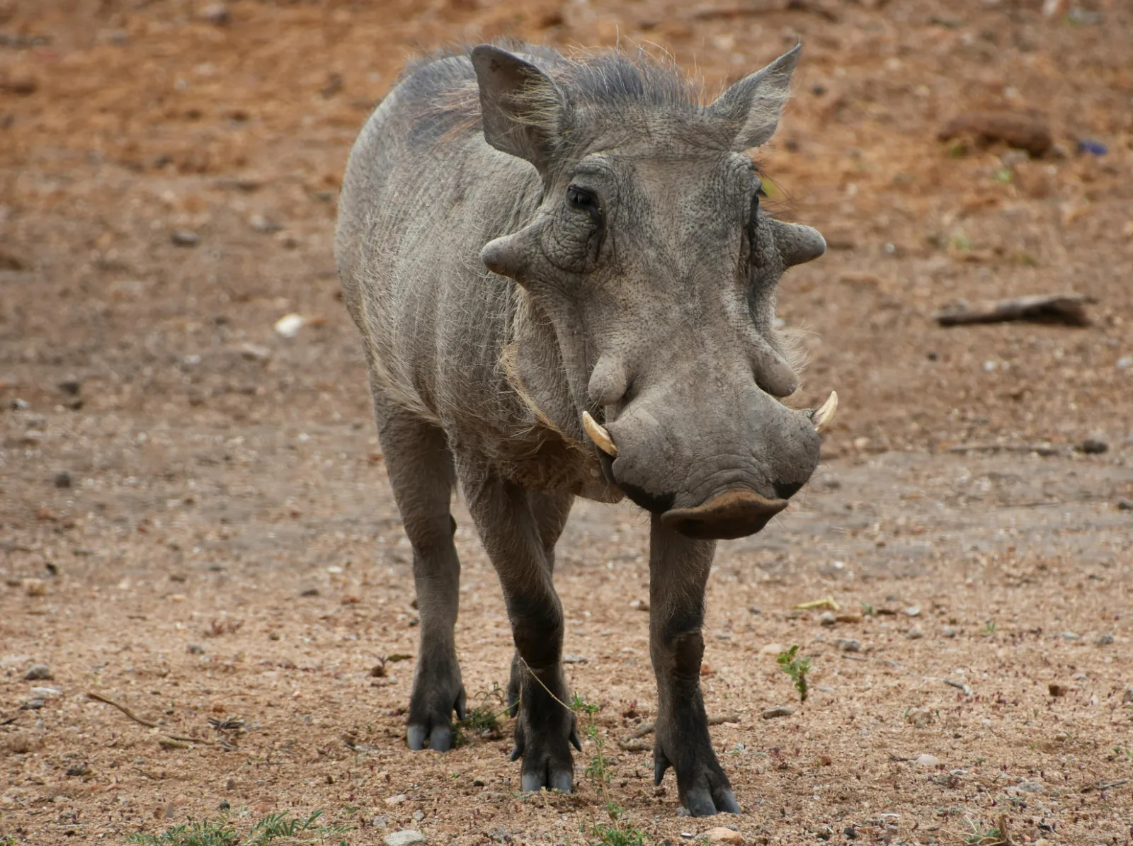 3-Day Days Budget Kruger Safari Tour and Panoramic Route gallery image