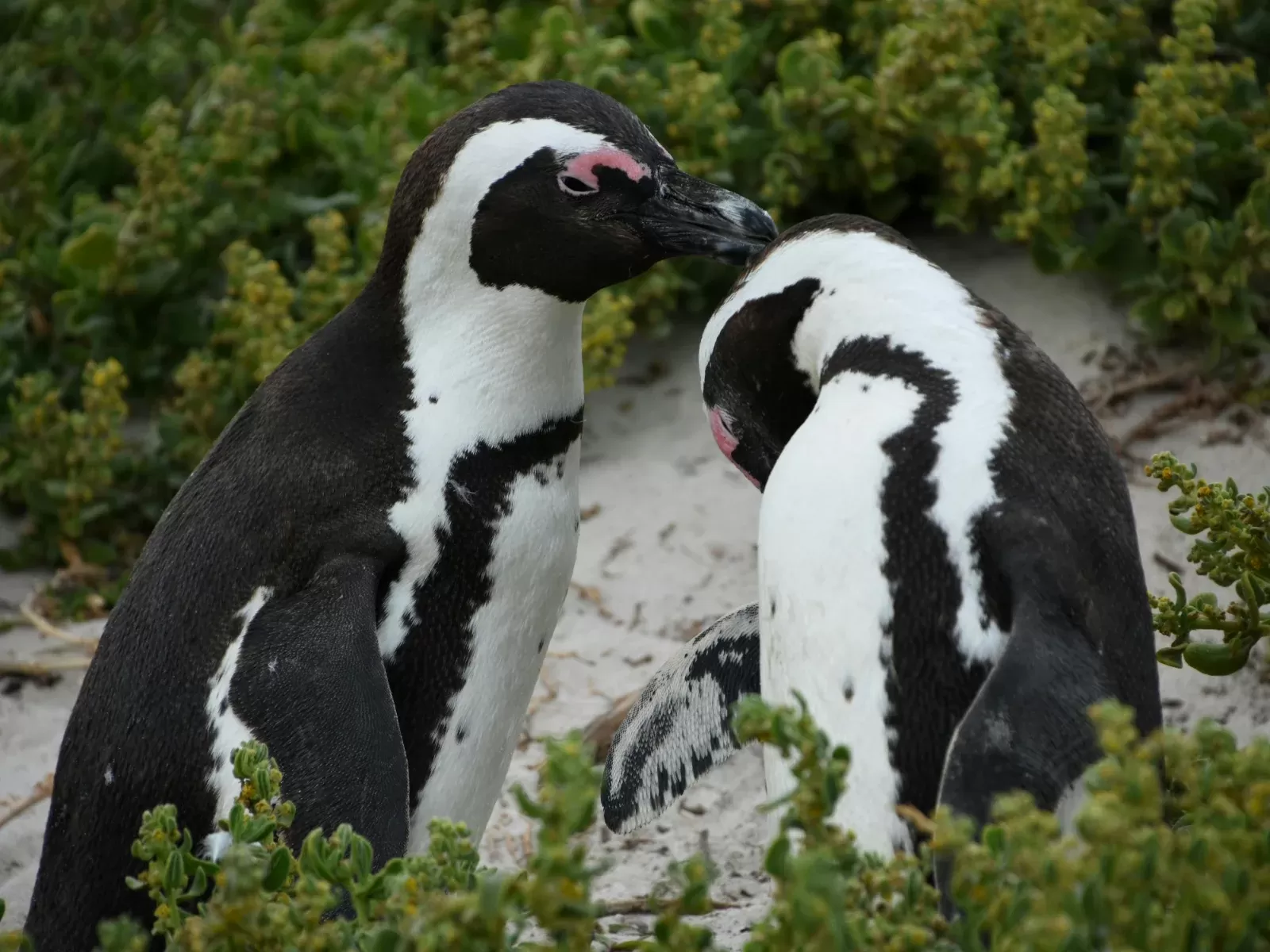 11-Days  Cape Town, Vic-Falls & Big 5 Greater Kruger Safari hero photo