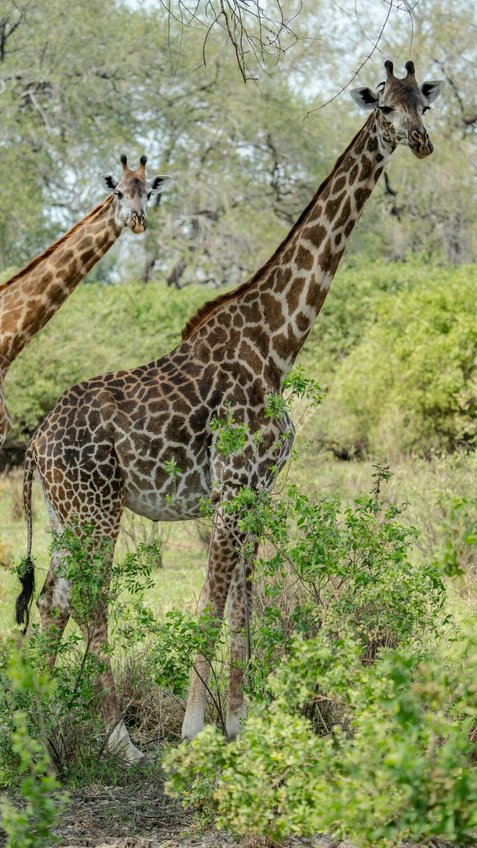 3-Day Best to Mkomanzi Tarangire and Crater(Budgeted ) - Tanzania safari hero photo