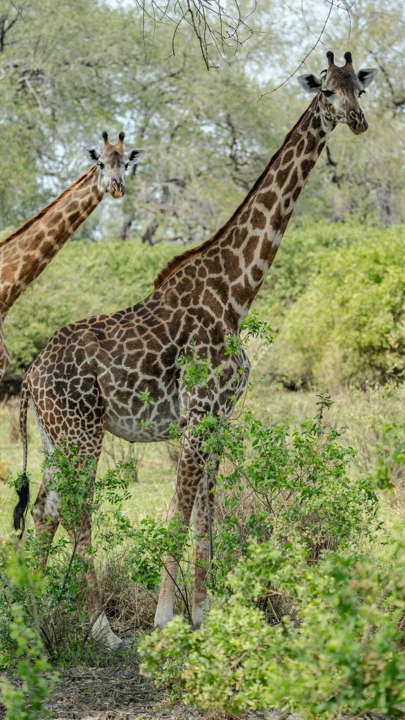 3-Day Best to Mkomanzi Tarangire and Crater(Budgeted ) - Tanzania safari