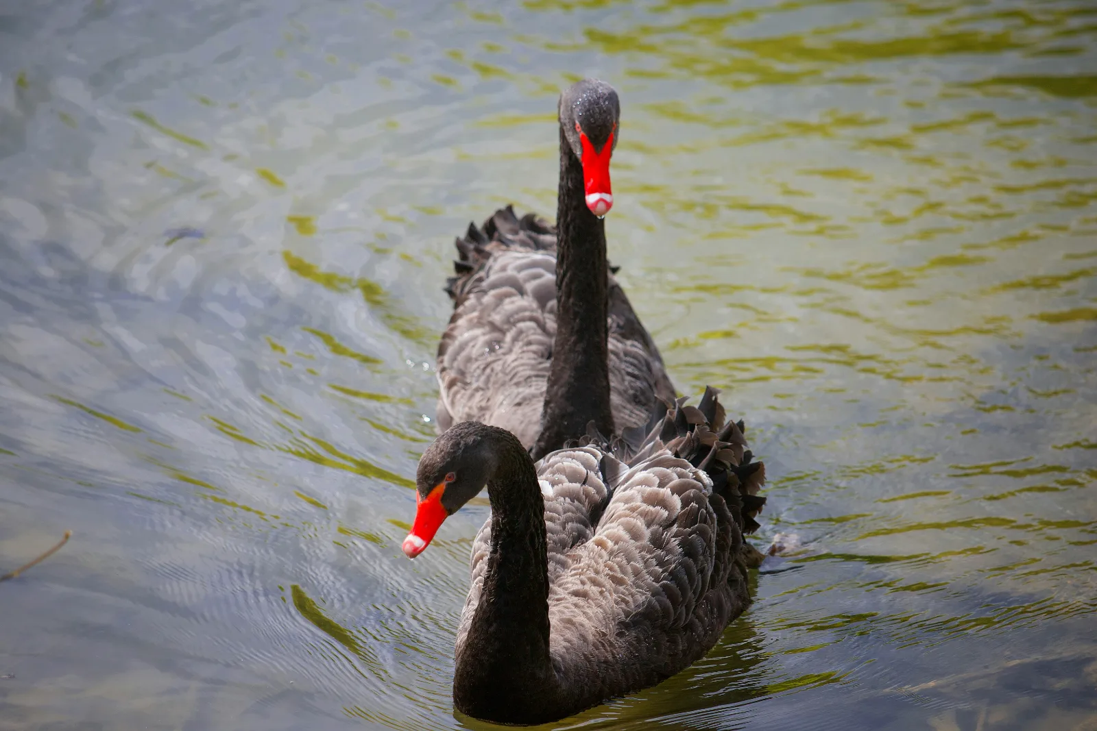 11-Days  Ethiopia Birdwatching Adventure & Photograph Tour gallery image