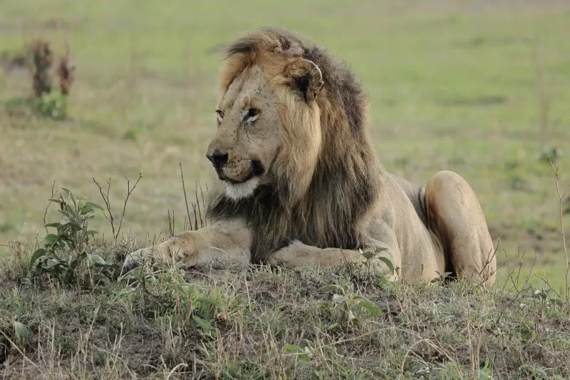 Best 2-Day Mikumi Honeymoon Safari from Dar es Salaam by SGR Train (2026 2027)