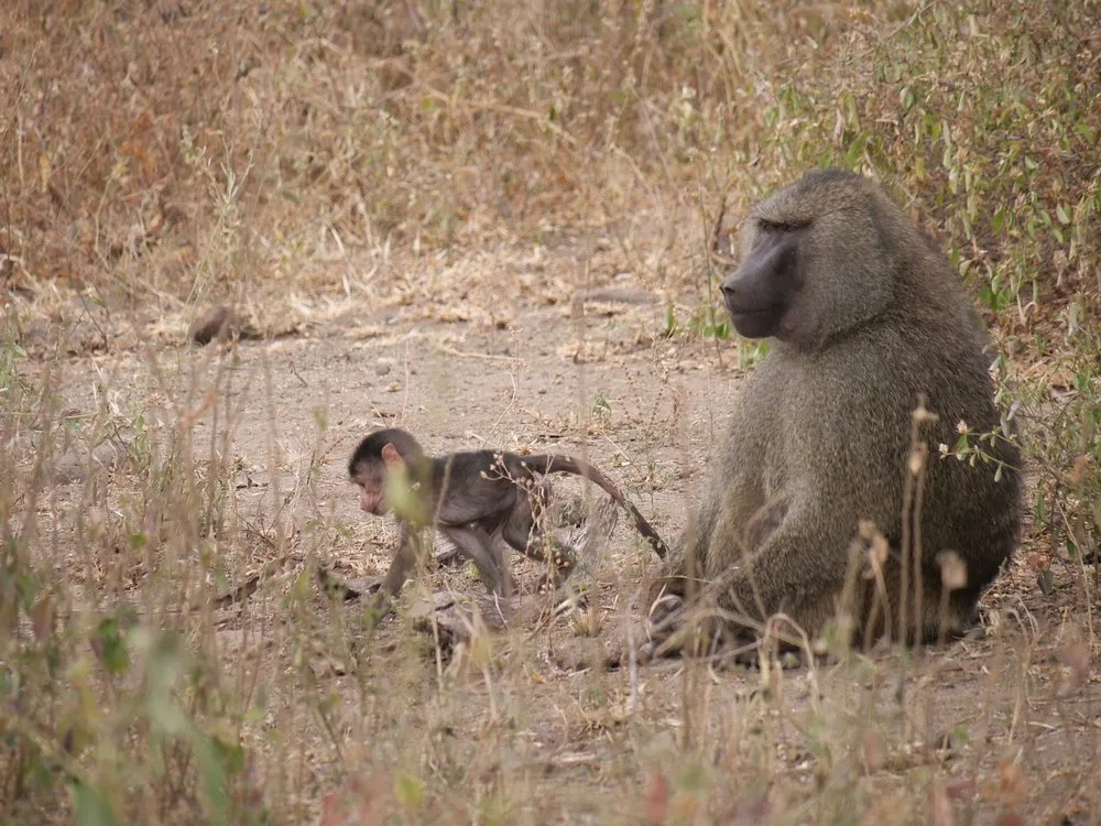 10-Day National Parks, Lake Natron & Great Migration Tour - Tanzania safari gallery image