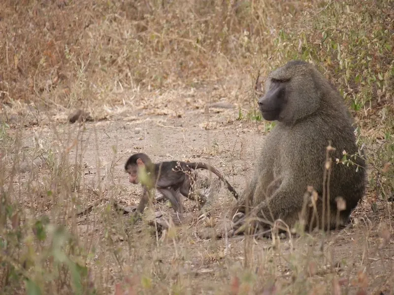 2-Day Lake Manyara & Ngorongoro Crater Safari