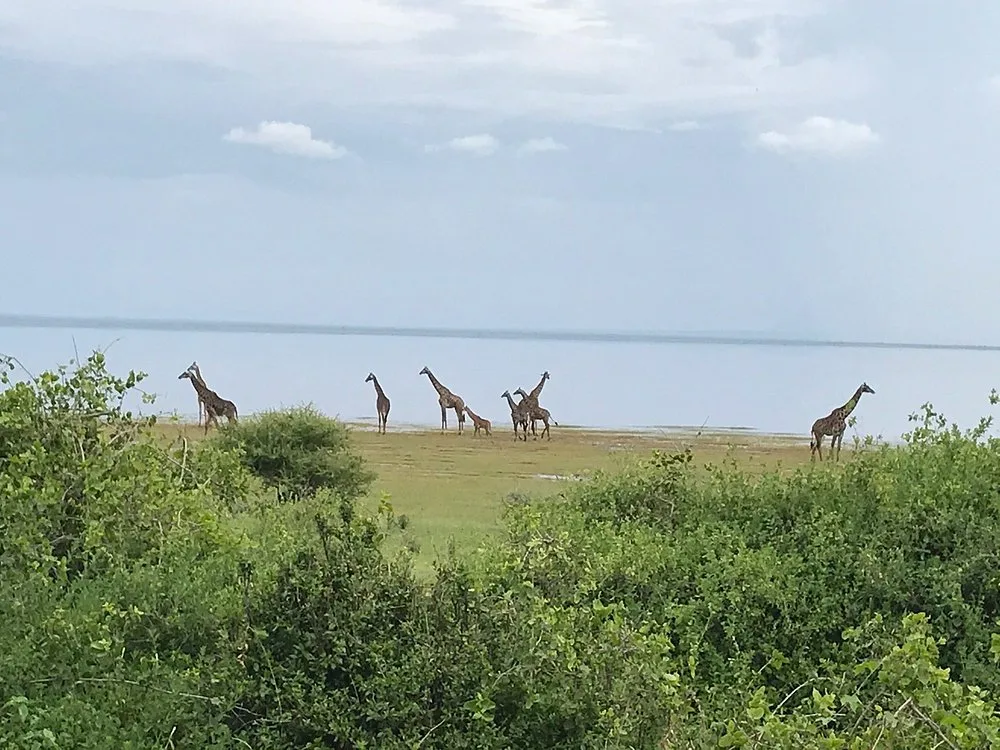 1-Day Budget Private Tour to Lake Manyara National Park gallery image