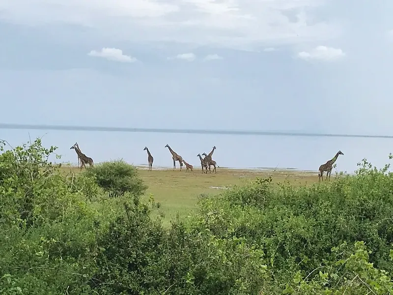 1-Day Budget Private Tour to Lake Manyara National Park gallery image