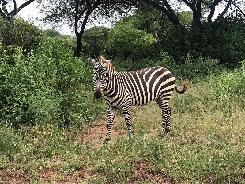 1-Day Lake Manyara Memorable Tour gallery image