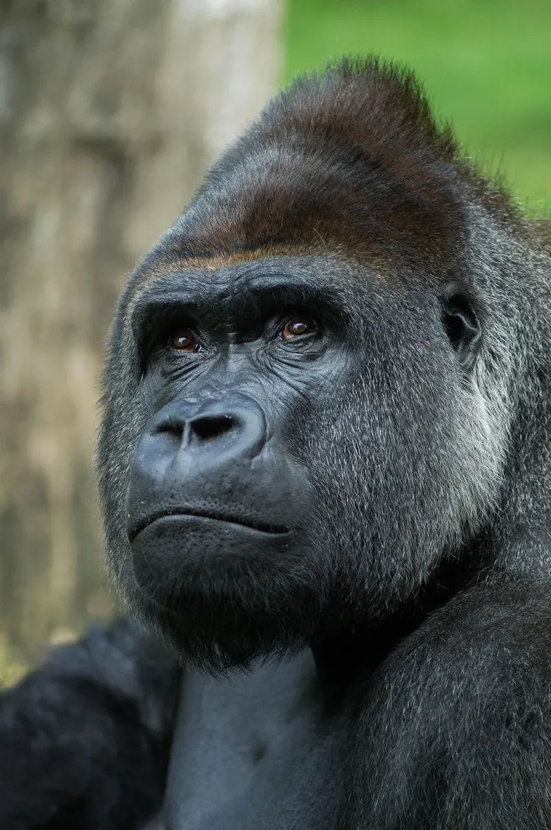 3-Day Murchison Falls Midrange Tour in Uganda-Uganda
