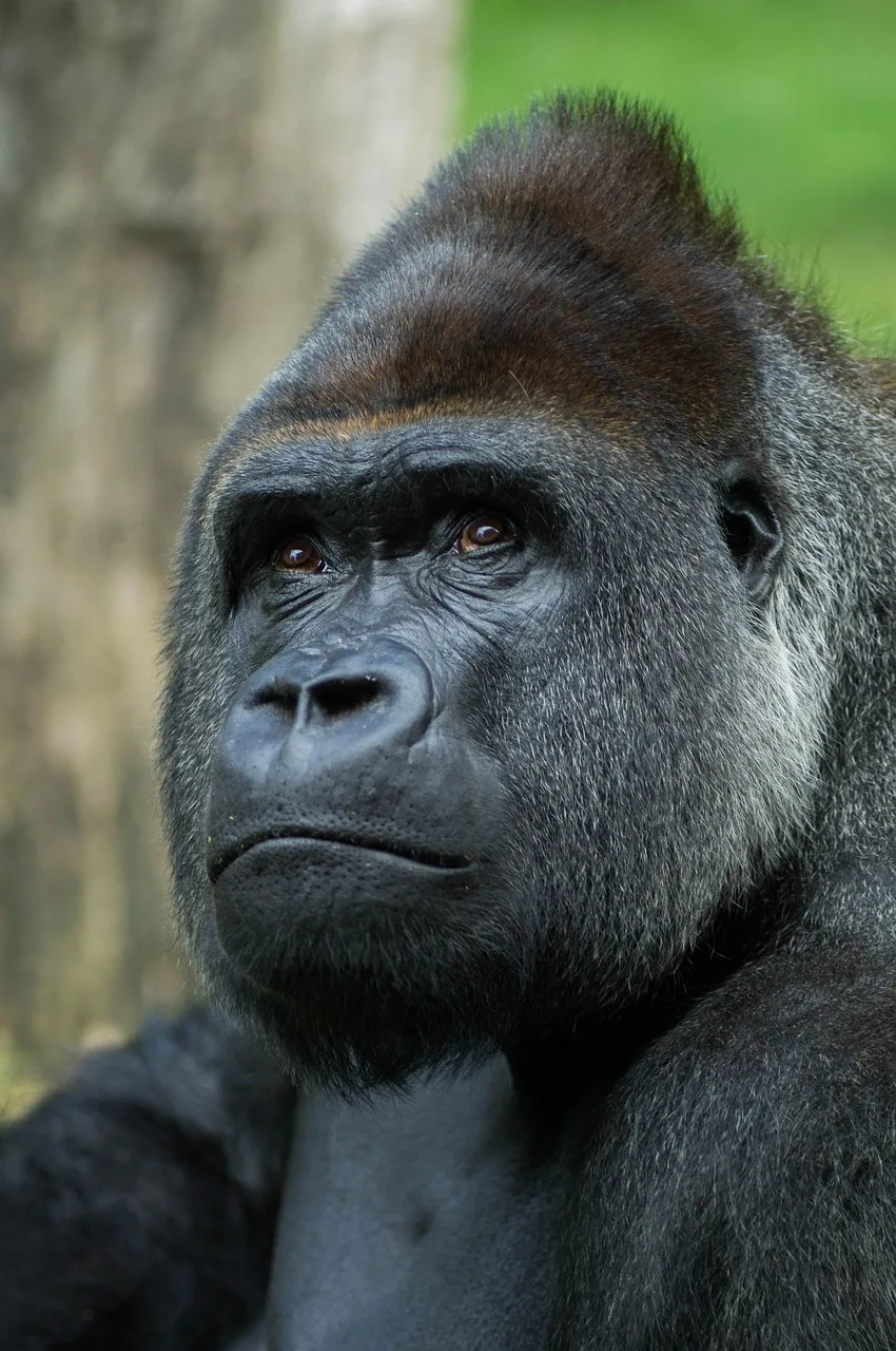4-Day Gorilla Trek Bwindi Uganda & Golden Monkeys Rwanda gallery image