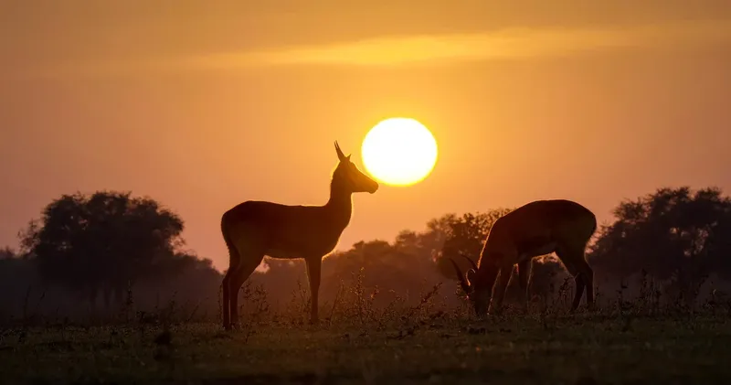 5-Day Untamed Lower Zambezi (Boat Cruise & Game Drives) gallery image