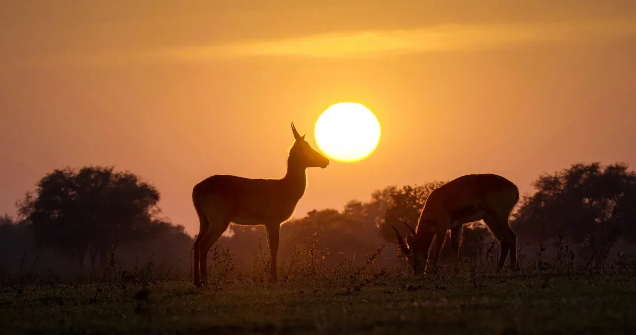 ½-Day Standard Sunset Cruise Victoria Falls, Zimbabwe hero photo