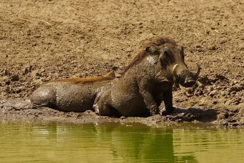 2-Day Tarangire and Ngorongoro Crater Fly-in Safari