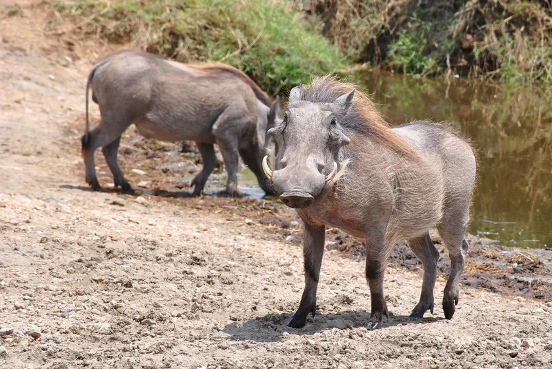 Unforgettable 4-Day Visiting All Best Park Private Safari - Tanzania safari gallery image