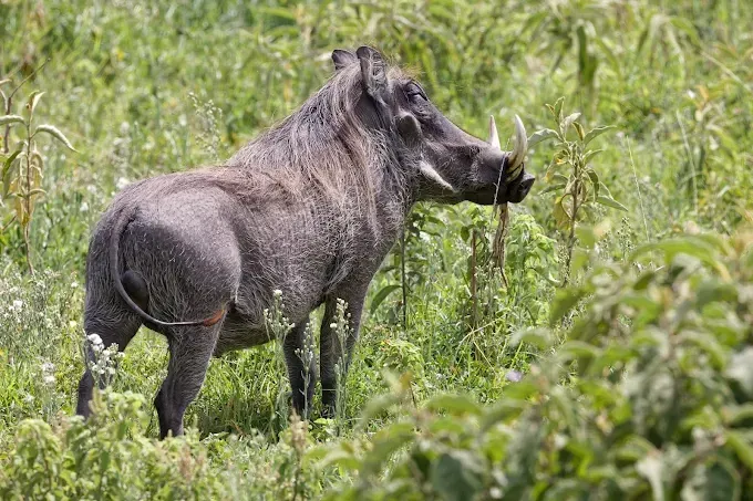 Best 1-Day Arusha National Park Safari Tour from Arusha & Moshi gallery image