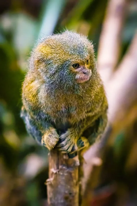1-Day Golden Monkey Encounter in the Volcanoes NP - Rwanda safari gallery image