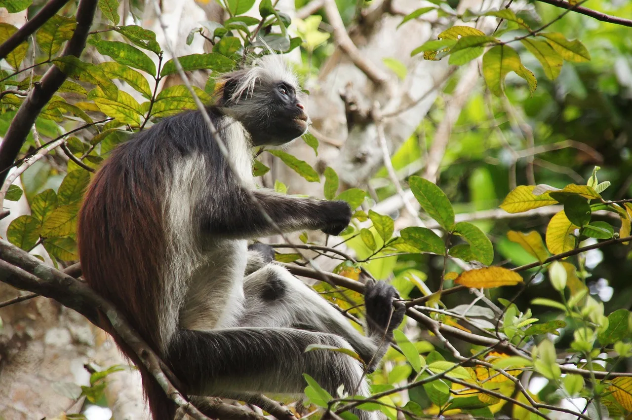 Ultimate The Beauty of 16-Days The Best Taste of Wildlife Culture in Jozani Forest  and Beach gallery image