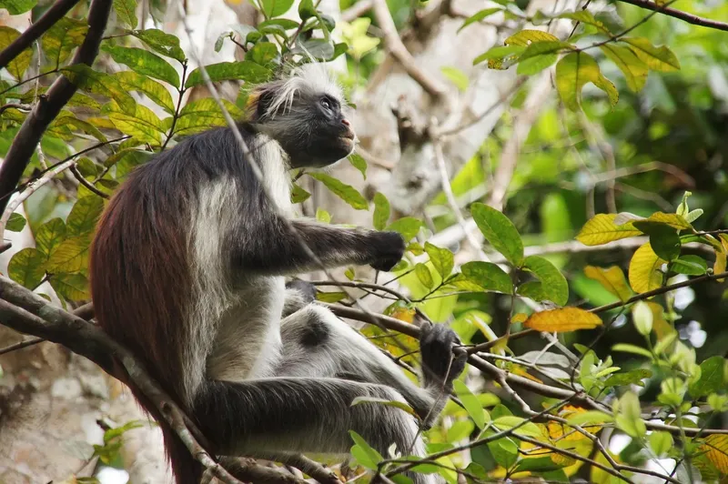 Ultimate The Beauty of 16-Days The Best Taste of Wildlife Culture in Jozani Forest  and Beach gallery image