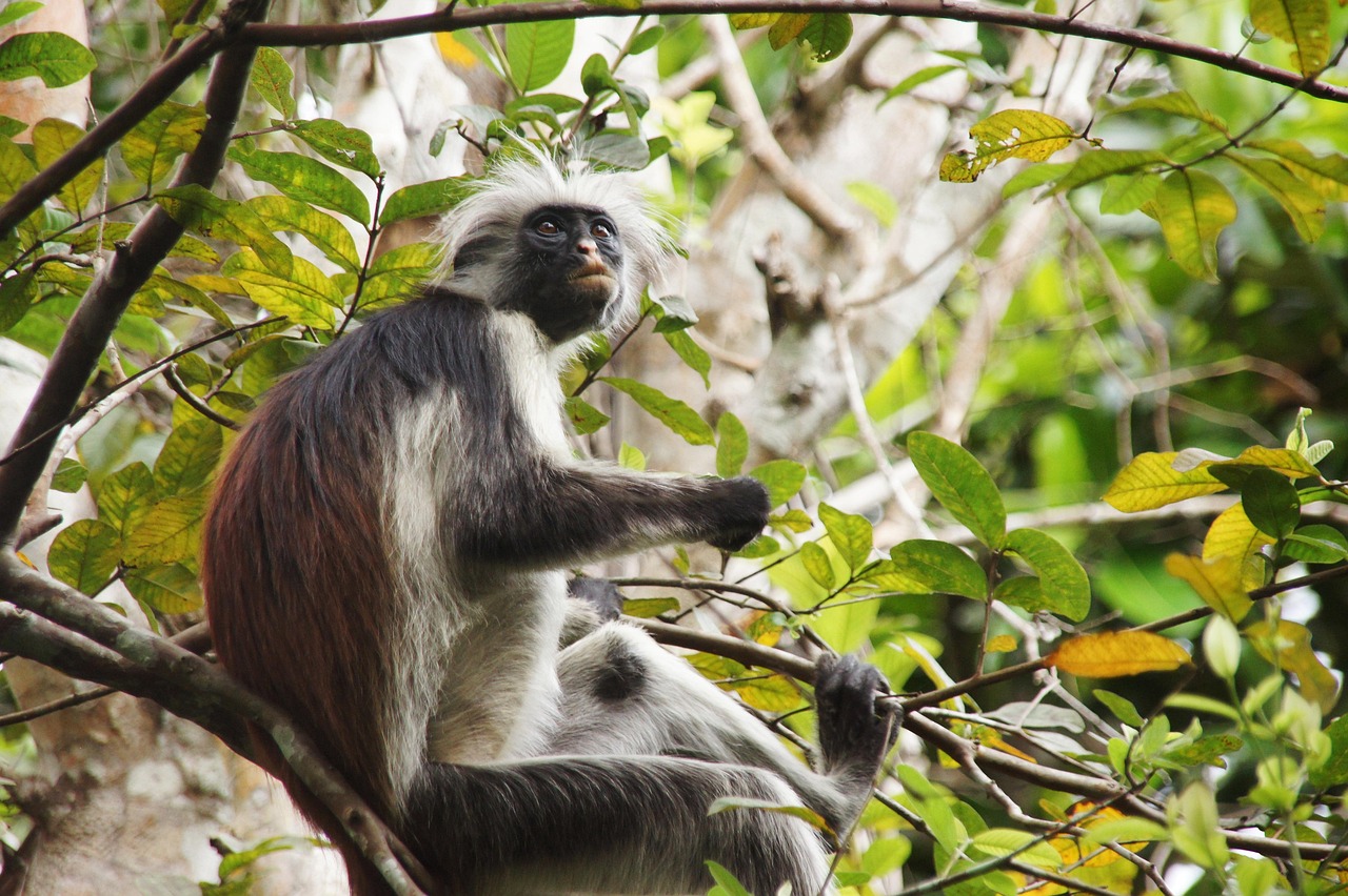 4-Day Splendid Tanzania Safari - Tanzania safari gallery image
