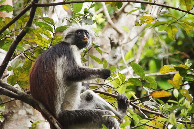 1-Day Private Game Drive Safari to Mikumi from Zanzibar - Tanzania safari