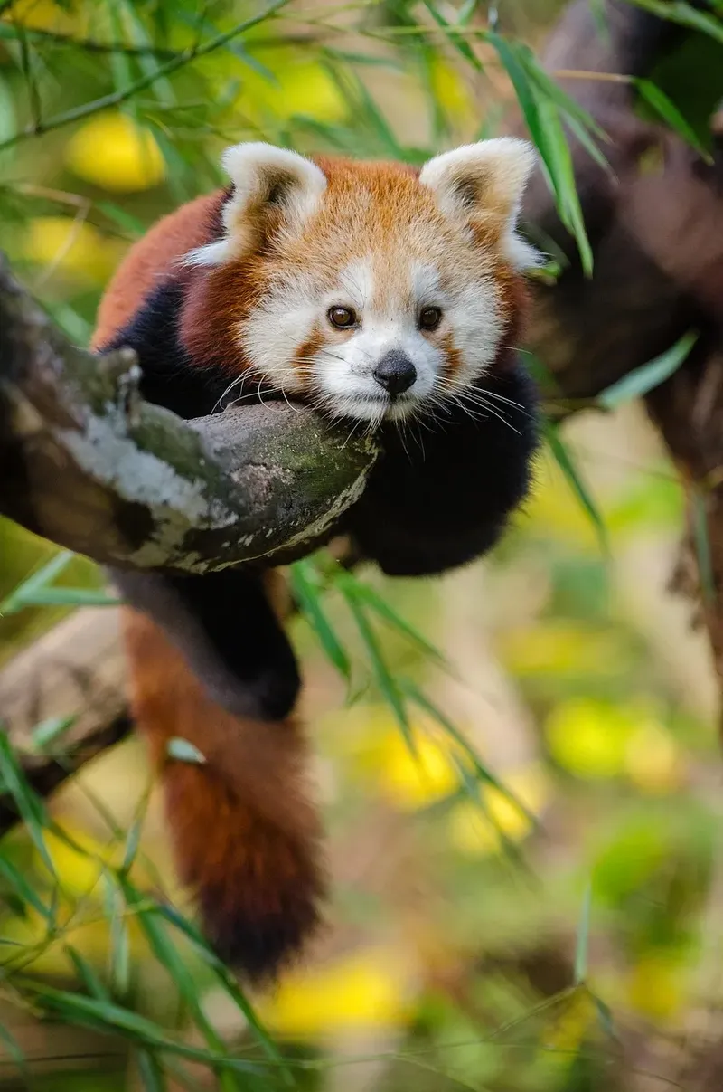 5-Day Queen Elizabeth NP and Bwindi National Park Safari-Uganda