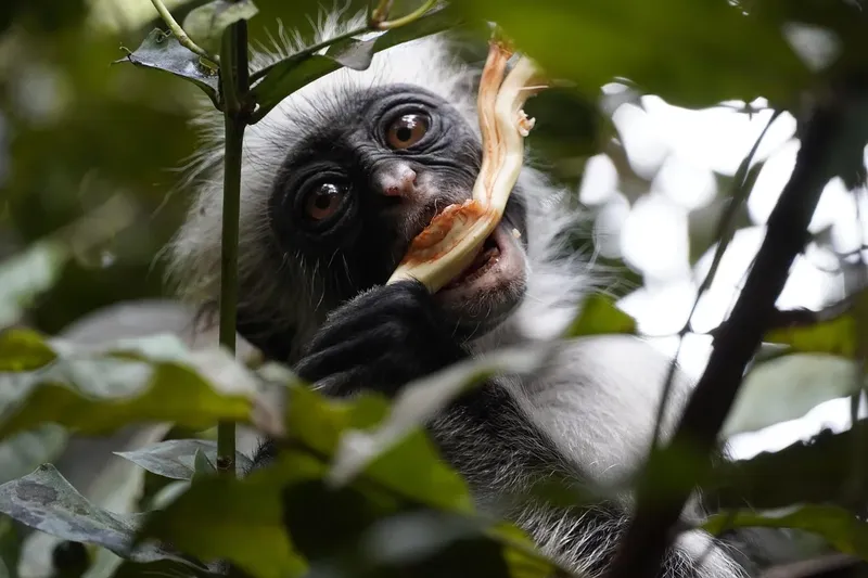 Ultimate The Beauty of 16-Days The Best Taste of Wildlife Culture in Jozani Forest  and Beach